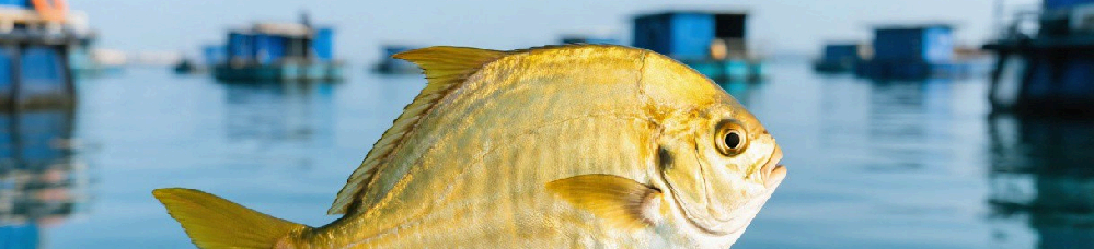 流沙湾・金鲳鱼溯源